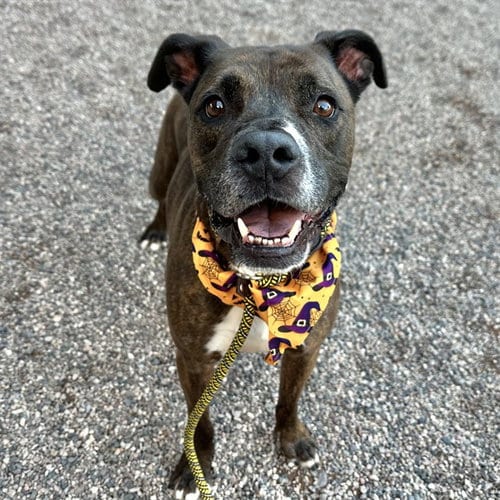 Photo of Courage, adoptable American Pit Bull Terrier in Mesa, Arizona