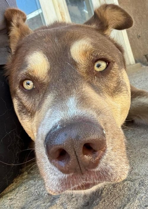 Photo of Mowgli, adoptable Siberian Husky in Cedar Crest, New Mexico