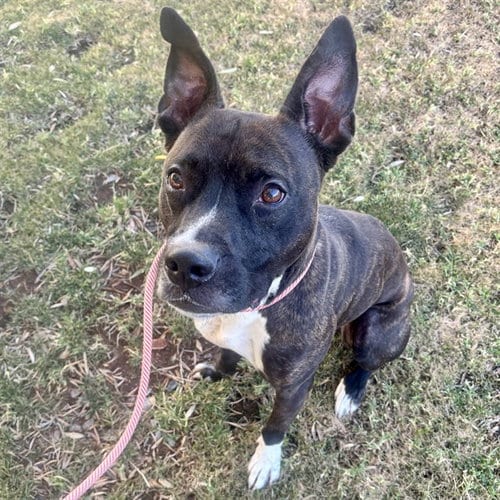 Photo of Jackson, adoptable American Pit Bull Terrier in Mesa, Arizona