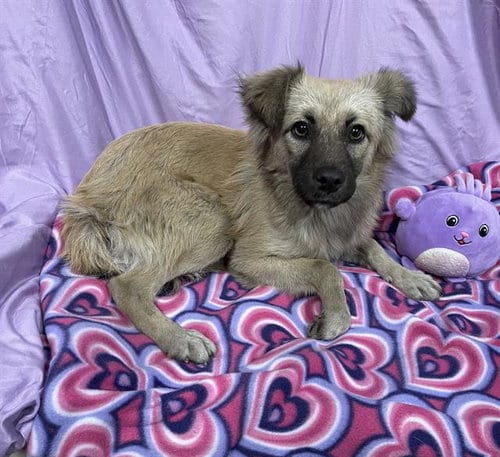 Photo of A614970, adoptable Tibetan Spaniel in Modesto, California