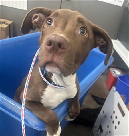Photo of Nita, adoptable Mixed Breed