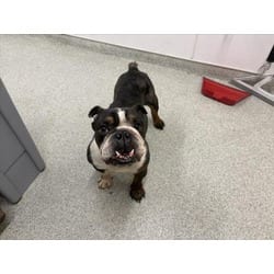 Photo of Maddox, adoptable English Bulldog in Loveland, Colorado