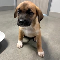 Photo of Callie, adoptable Golden Retriever in San Antonio, Texas