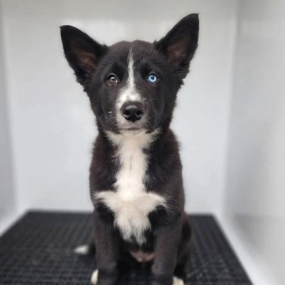 Photo of Fumbelina, adoptable Husky / Mixed Breed (Medium) in Whitestone, New York