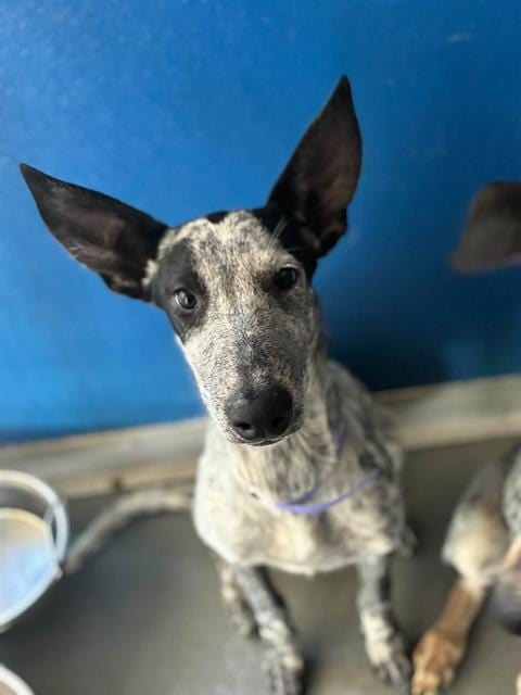 Photo of A256387, adoptable Queensland Heeler in Visalia, California