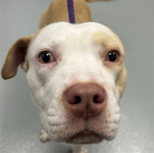 Photo of Mando, adoptable Pit Bull Terrier in St. Cloud, Florida