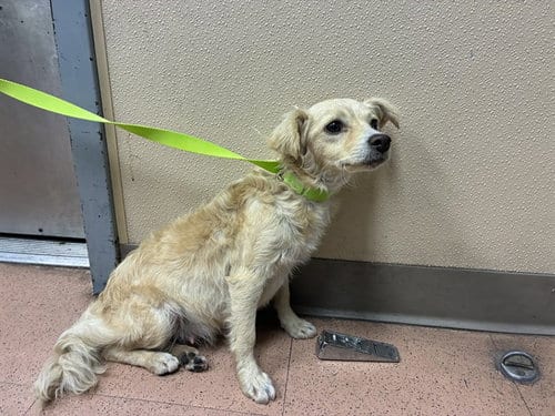 Photo of Itsy, adoptable Chihuahua in San Jose, California