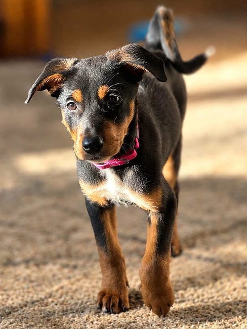 Photo of Blair, adoptable Doberman Pinscher in Buffalo, Minnesota