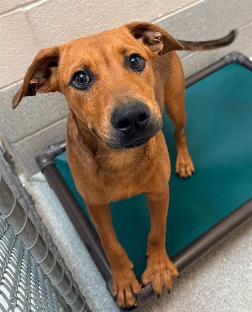Photo of Tommy, adoptable Black Mouth Cur in Statesville, North Carolina