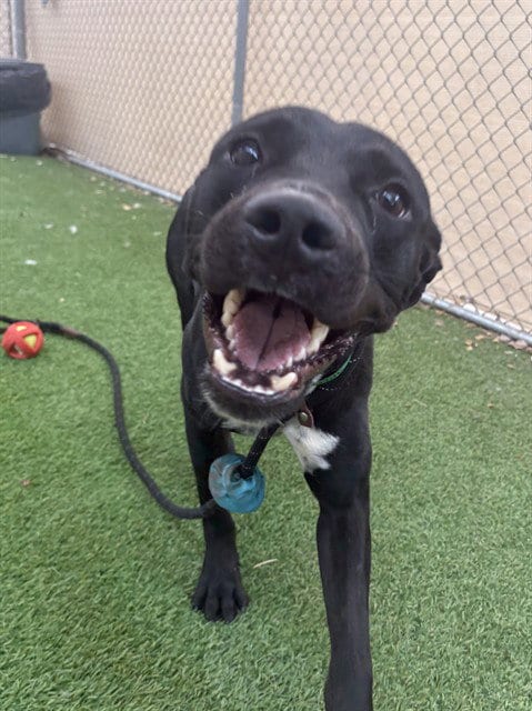 Photo of Pacman, adoptable American Pit Bull Terrier in Phoenix, Arizona