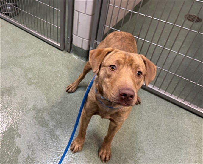 Photo of Buddy, adoptable Mixed Breed in Santa Fe, New Mexico
