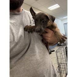 Photo of Colt, adoptable Belgian Malinois in Doral, Florida