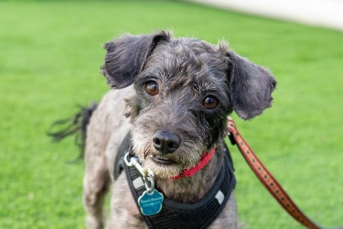 Photo of Ralphie, adoptable Schnauzer in Mundelein, Illinois