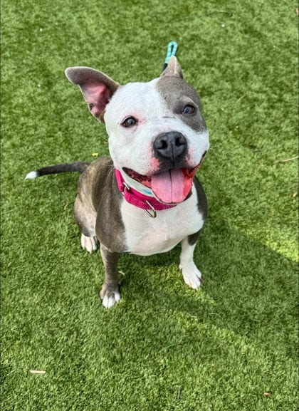 Photo of Liberty Biberty, adoptable dog in Baltimore, Maryland