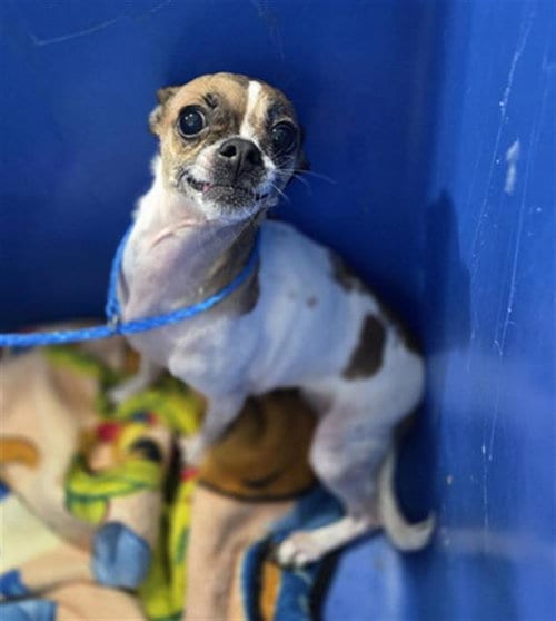 Photo of Daisy, adoptable Chihuahua in Dallas, Texas