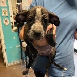 Photo of Liberty Mutual, adoptable Boxer Australian Cattle Dog in Stephenville, Texas