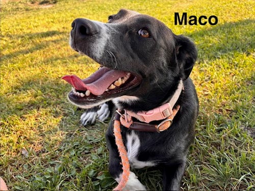 Photo of Maco, adoptable Labrador Retriever in Albuquerque, New Mexico