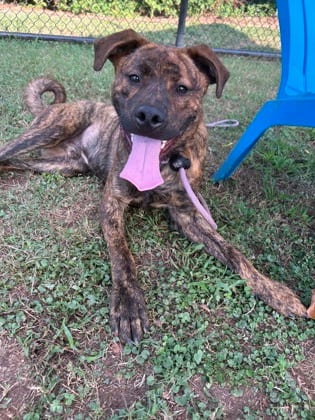 Photo of Model, adoptable dog in Chamblee, Georgia