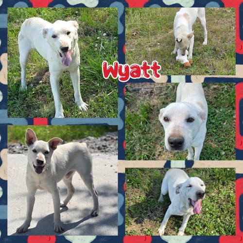 Photo of Wyatt, adoptable Cattle Dog in Blacksburg, South Carolina