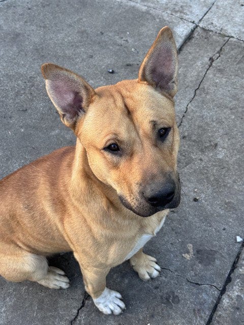 Photo of Aspen, adoptable German Shepherd Dog in Stockton, California