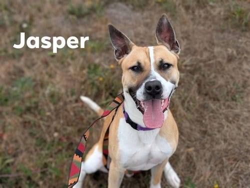 Photo of Jasper, adoptable Pit Bull Terrier in McKinleyville, California