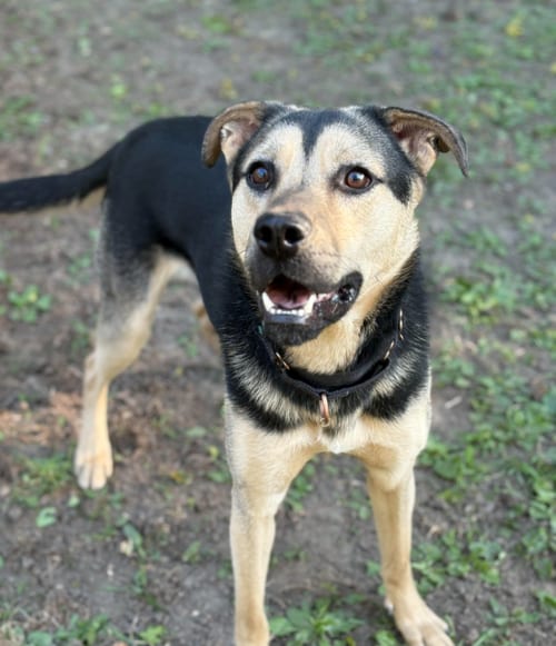 Photo of Norbert, adoptable Shepherd in Brooklyn Center, Minnesota