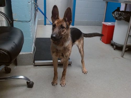 Photo of Lola, adoptable German Shepherd Dog in Albuquerque, New Mexico