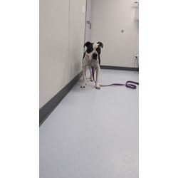 Photo of Fern, adoptable Mixed Breed (Medium) in Maumee, Ohio