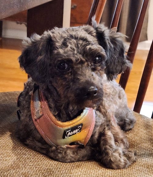 Photo of Fanny, adoptable Poodle (Toy) in Greenville, South Carolina