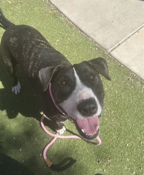 Photo of Apa, adoptable Bull Terrier in Phoenix, Arizona