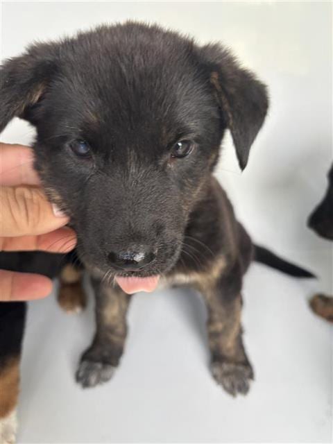 Photo of A663717, adoptable Dutch Shepherd in Houston, Texas