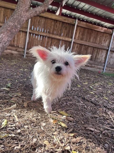 Photo of Bunny, adoptable Maltese in Plano, Texas