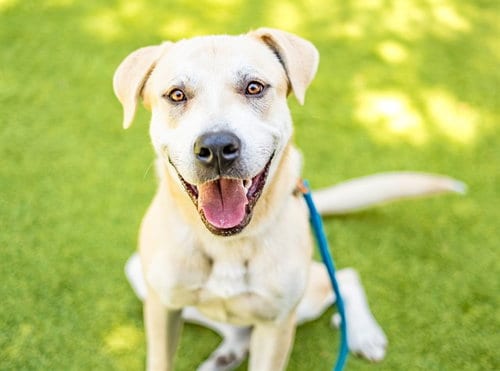 Photo of Halo, adoptable Labrador Retriever in San Jose, California