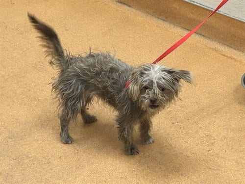 Photo of Fluffernutter, adoptable Yorkshire Terrier Yorkie in Martinez, California