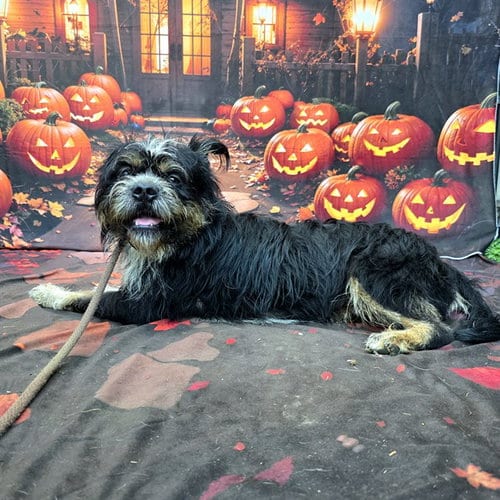 Photo of Gaston, adoptable Havanese in Long Beach, California