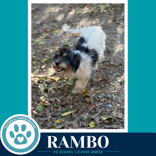 Photo of Rambo 101726, adoptable Dachshund in Kimberton, Pennsylvania