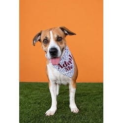 Photo of Betsy, adoptable Terrier (Unknown Type, Medium) in Doral, Florida