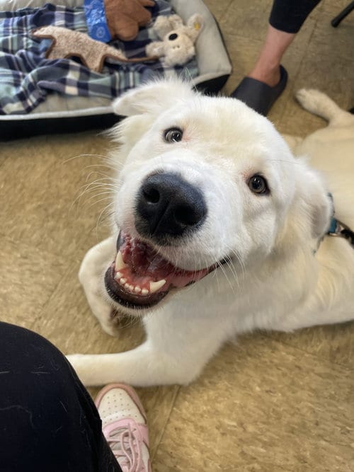 Photo of Mellow, adoptable Great Pyrenees in Gun Barrel City, Texas