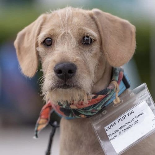Photo of Surf Pup - Fin, adoptable Spaniel in San Diego, California