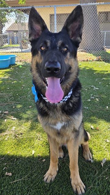 Photo of Shiloh, adoptable German Shepherd Dog in Downey, California