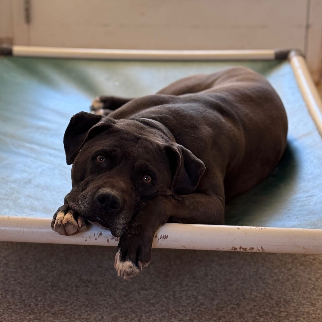 Photo of Higgins, adoptable Terrier, American Pit Bull / Mix in Kanab, Utah