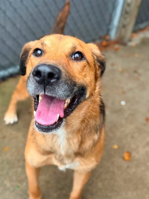Photo of Rold Gold, adoptable German Shepherd Dog in Chicago, Illinois