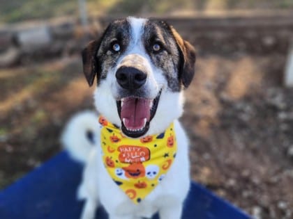 Photo of Grayson, adoptable dog in Georgetown, Texas