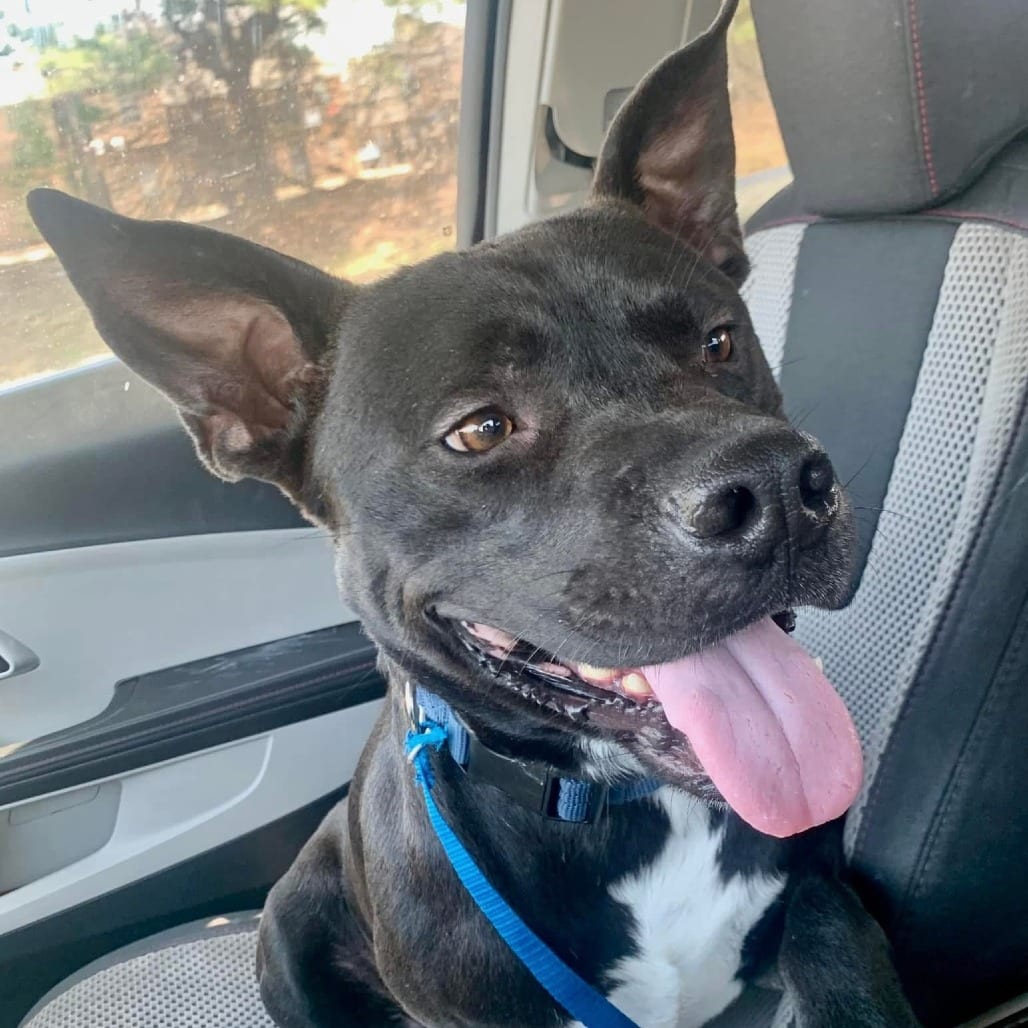 Photo of Bluey, adoptable Mixed Breed (Medium)