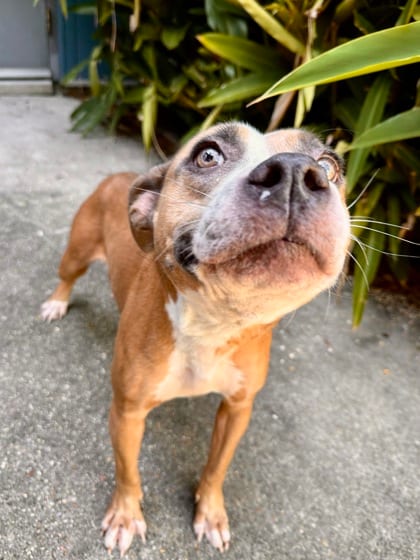 Photo of Shelby, adoptable Terrier in New Orleans, Louisiana