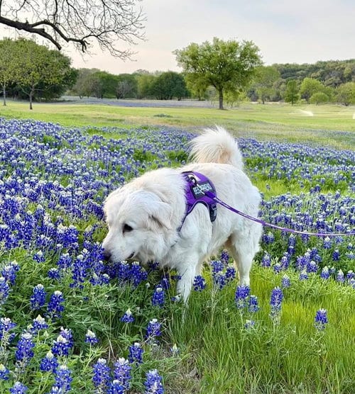 Photo of Winter, adoptable Great Pyrenees in Dallas, Texas