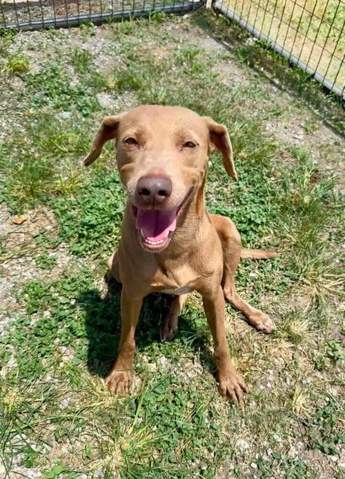 Photo of Daisy, adoptable Terrier in Abbeville, Louisiana