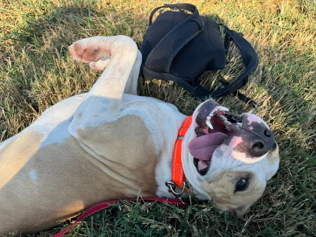 Photo of Calvin, adoptable Pit Bull Terrier in East Ridge, Tennessee