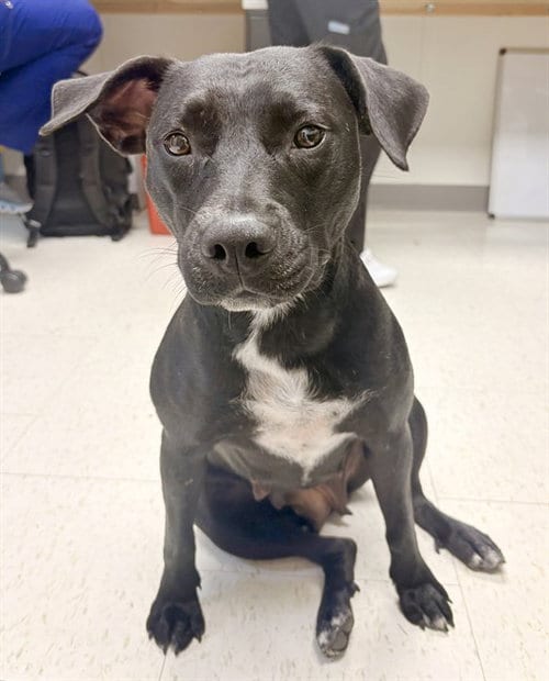 Photo of Gingersnap, adoptable Labrador Retriever in Killeen, Texas
