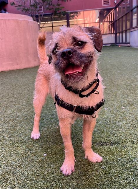 Photo of Dante, adoptable Border Terrier in San Francisco, California
